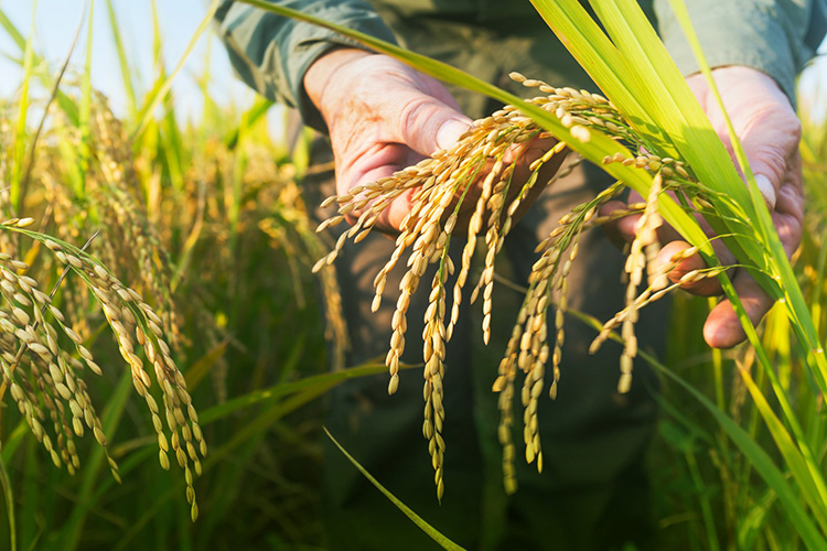 OEŷ��|�ٷ���վ